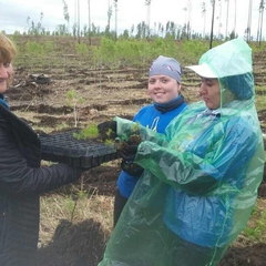 Посади дерево